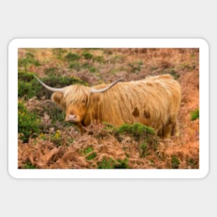 Highland lad Sticker